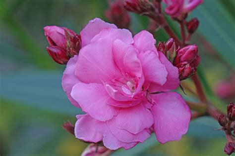 Gefüllter Rosa Oleander Als Fotoprodukt Bestellen Fototapetech