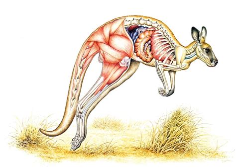 Kangaroo Body Anatomy Red Kangaroo Anatomy Male Kangaroo