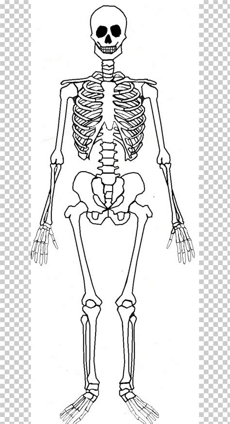 Download High Quality Skeleton Clipart Anatomy Transparent Png Images