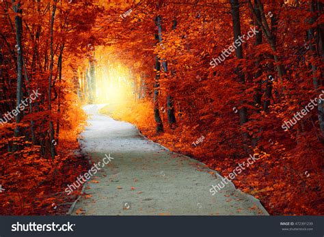 Fantastic Autumn Forest Path Magical Light Stock Photo 472391239