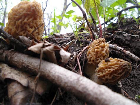 Mid Missouri Morels And Mushrooms Still Looking For Morels Search