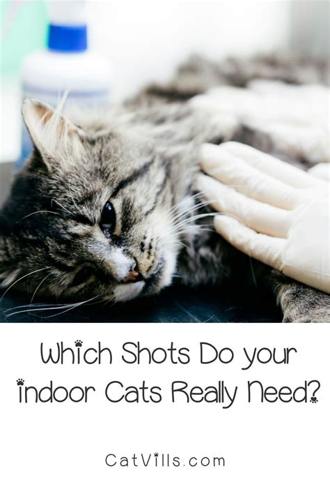4 Crucial Shots That All Indoor Cats Really Need Catvills Indoor