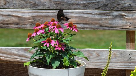 Butterfly Container Garden Ideas Tips For Creating Butterfly