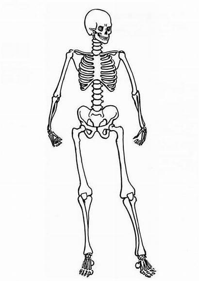 Skeleton Coloring Human Pages Anatomy Posing Skeletal