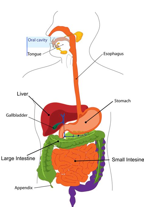 Physiology Introduction Med Snell Digestive System For Kids Human