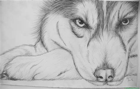 Dibujo De Lobo A Lapiz Animales Para Pintar Dibujos De Animales Dibujo
