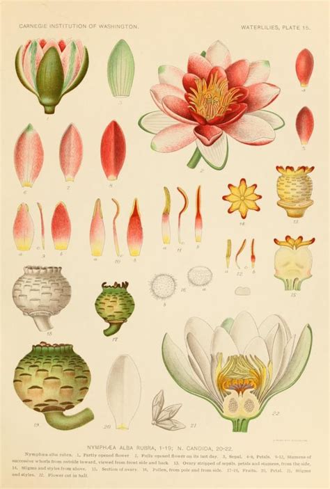 Pin on Rare Botanicals 2