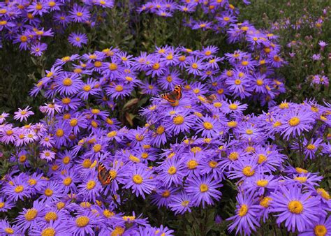 We are family owned and operated. Aster amellus 'King George' - Old Court Nurseries