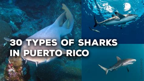 Types Of Sharks In Puerto Rico Sharksinfo Com