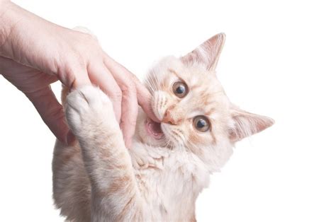 How To Stop A Cat From Biting A Perfect Guide For Cat Owners