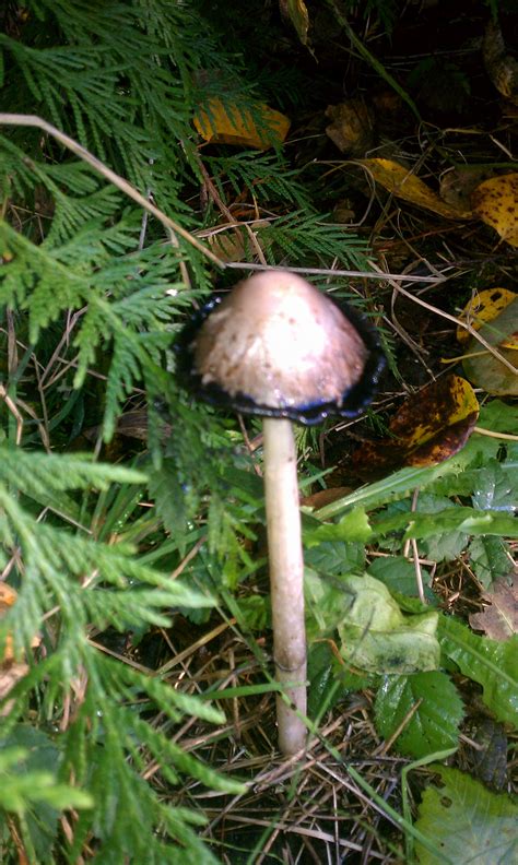 Psychedelic Mushrooms Washington State All Mushroom Info