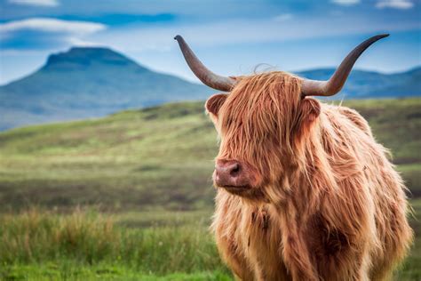 All About The Scottish Highland Cow A Unique Breed Of Cattle Gage