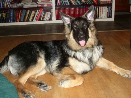 Maybe you would like to learn more about one of these? Long haired German Shepherd Summer's puppies