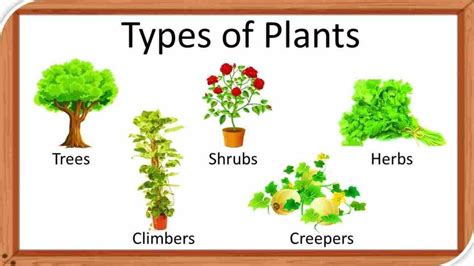Understand The 10 Difference Between Herbs And Shrubs