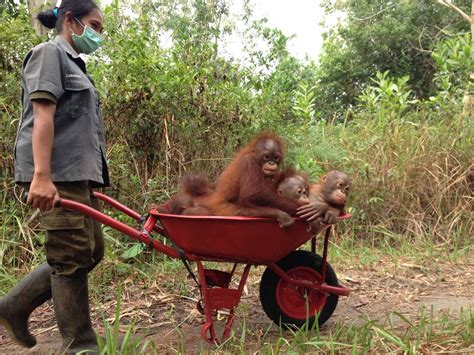 17 Impossibly Cute Pictures Of Baby Orangutans Baby Orangutan