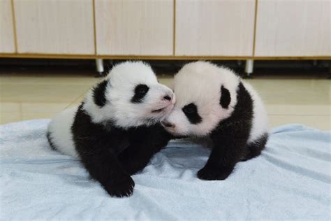 Atlanta Zoos Newborn Giant Pandas Get Names Southern Living