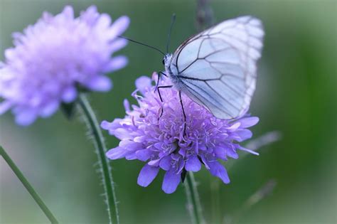 A Complete Guide On Growing Cornflower For Perfect Perennial Blooms