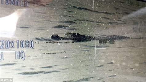 Who Florida Alligator Found With Human Body In Its Mouth