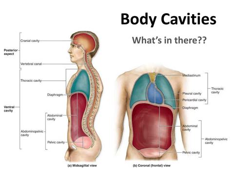Ppt Body Cavities Powerpoint Presentation Free Download Id 2096358