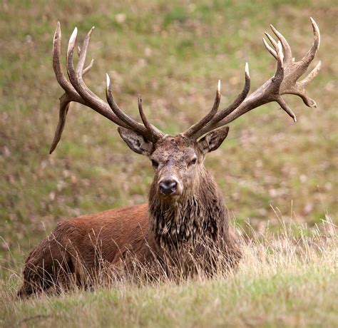 Red Deer Entered Outer Islands Of Scotland 5000 Years Ago From Europe