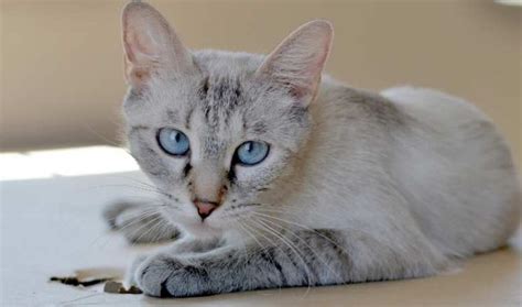 Lynx Point Siamese 15 Reasons Why Lynx Point Cats Are So Popular