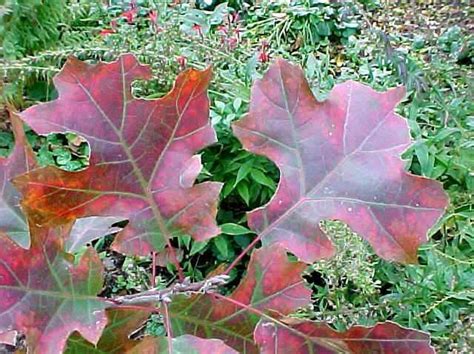 Meet A Tree Maple Leaf Oak Quercus Acerfolia