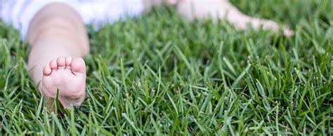 Trimec plus is an herbicide produced by gordon's that is used to control weeds on home lawns and turf grass on golf courses and playing fields. Wall Planters: Best Weed Killer For Bermuda Grass In Georgia