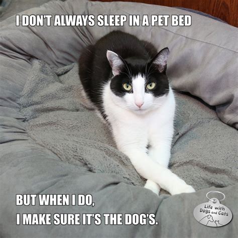 So we have found the funniest cat memes on the internet, for your personal enjoyment. The Most Interesting Cat in the World Sleeps in a Dog Bed ...