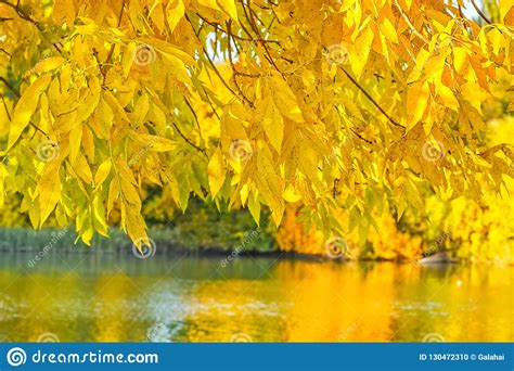 Yellow Autumn Ash Tree Leaves Over The River Close Up Stock Photo