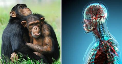 Humancé La Historia Del Primer Híbrido Chimpancé Y Humano Video
