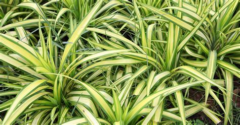 And more importantly, is spider plant safe for cats? Anthericum Comosum | ASPCA