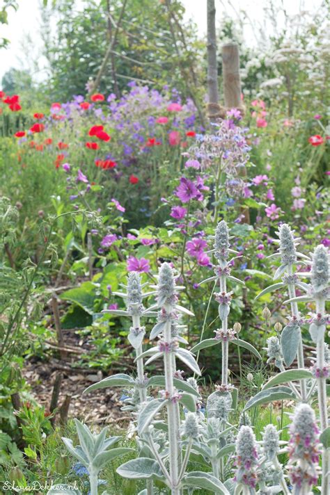 Stachys Malva Geranium And Poppies Follow Me On Instagram For More