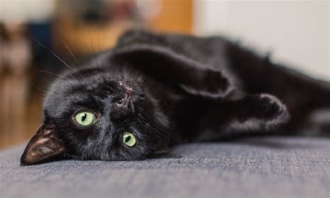 Where Did Black Cats Get Their Bad Reputation