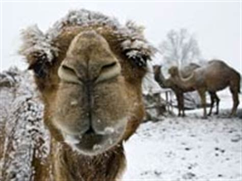 4.camels are gregarious and well but how can camels drink over 100 liters of water at once without serious consequences? Camel - Animals Town