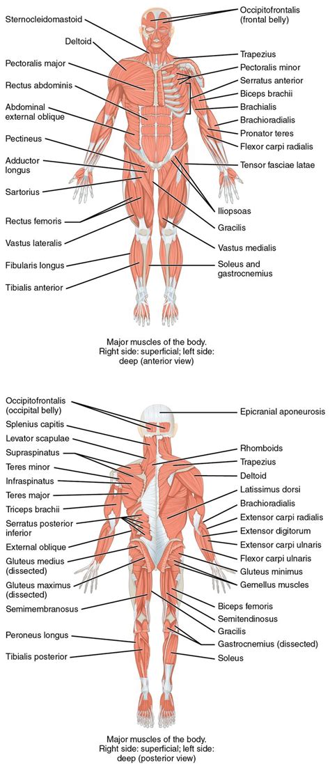 The gi tract stretches from the mouth to the anus. The best free Muscle car drawing images. Download from ...