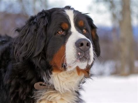 Bernese mountain dog mix breeds are incredible dogs. Bernese Mountain Dog Mix - Animal Hearted Apparel