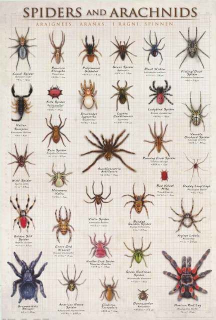 Spiders And Arachnids Infographic Poster 24x36 Spider Identification Chart Pixel Pokemon