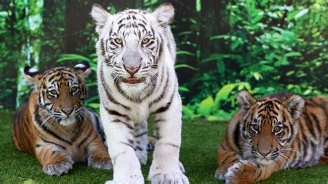 Two Rare White Tiger Cubs In Pakistan Zoo Die Of Covid 19 Au