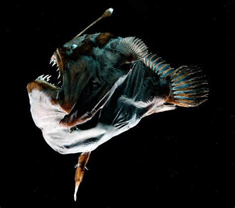 Sexual Parasitism Deep Sea Anglerfish Evolved A New Type Of Immune