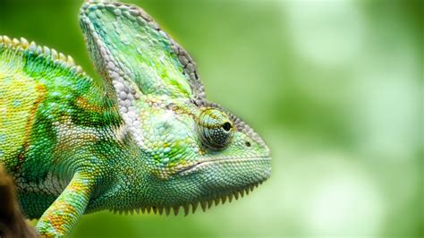 chameleon forest lizard wallpapers hd wallpapers id