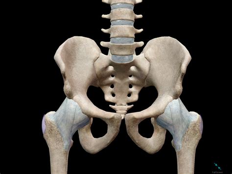 The bones of the back, together, make up the vertebral column. 3D Skeletal System: The Pelvic Girdle