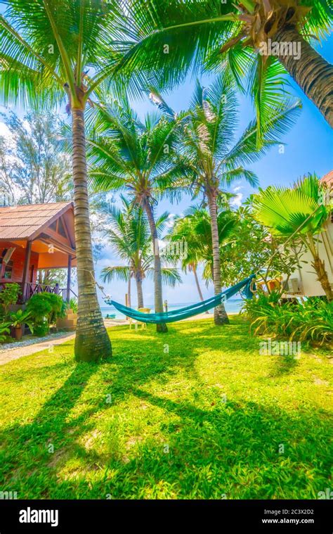 Beautiful Beach Hammock Between Two Palm Trees On The Beach Holiday