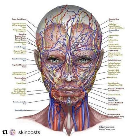 Regrann From Draluzmarinaaular Esta Imagen Muestra Partes De La