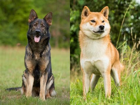 We have also compiled ways to earn hardware wallets offer the most security but cost money. Shiba Inu German Shepherd Mix-Cost, Lifespan and ...