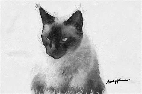 Siamese Cat Drawing By Anthony Caruso