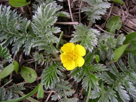 Many floras (particular those targeting amateur botanists) consider this to be the species along the atlantic coast. Argentina anserina Cinquefoglia pié d'oca - Flora Italiana