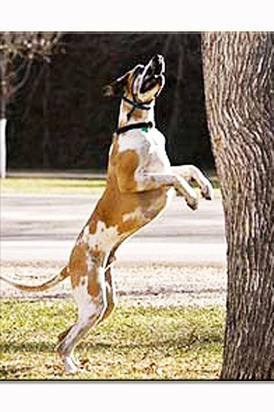 Does he mean the bark is wrong kind for the tree? Barking Up the Wrong Tree - Filipino Journal