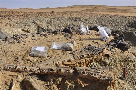 Fossil Record Of Sudan Is Focus Of March 28 Lecture Nebraska Today