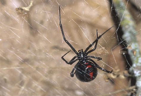 Northern Black Widow Latrodectus Variolus Bugguidenet