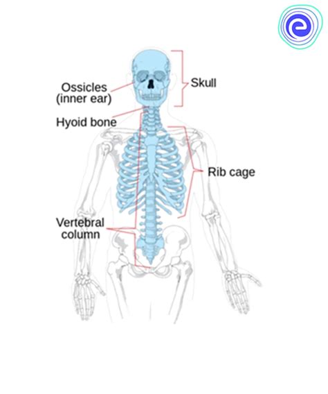 Axial Skeleton Anatomy Diagram Definition Functions Embibe